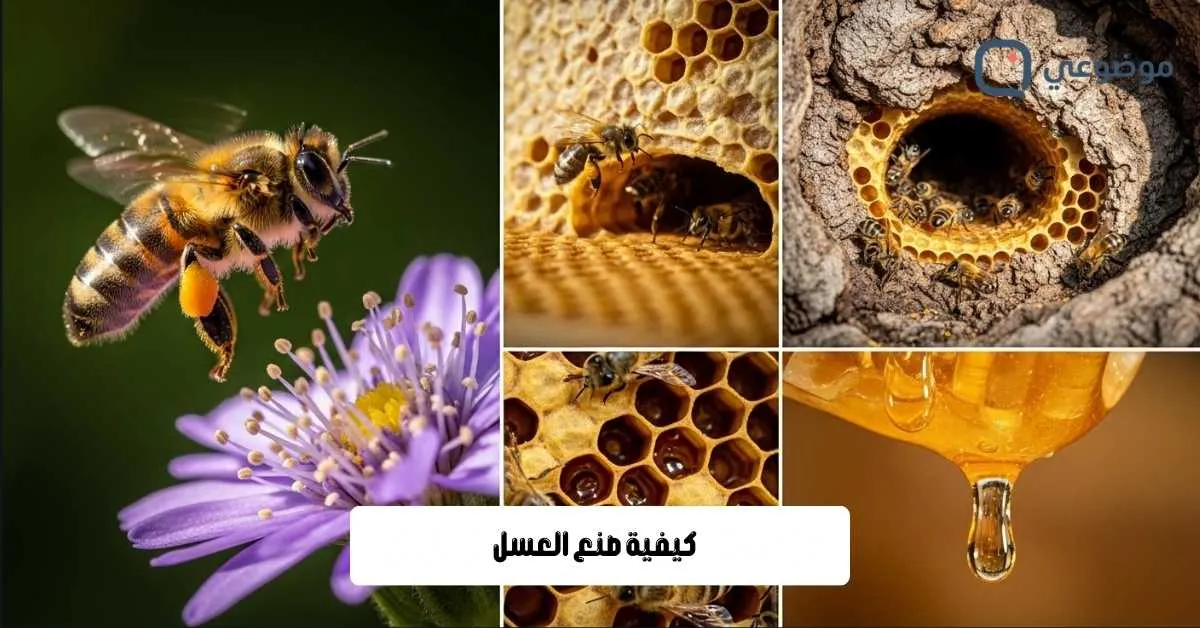 كيفية صنع العسل