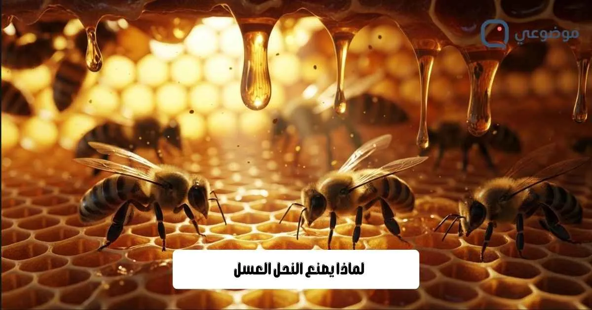 لماذا يصنع النحل العسل
