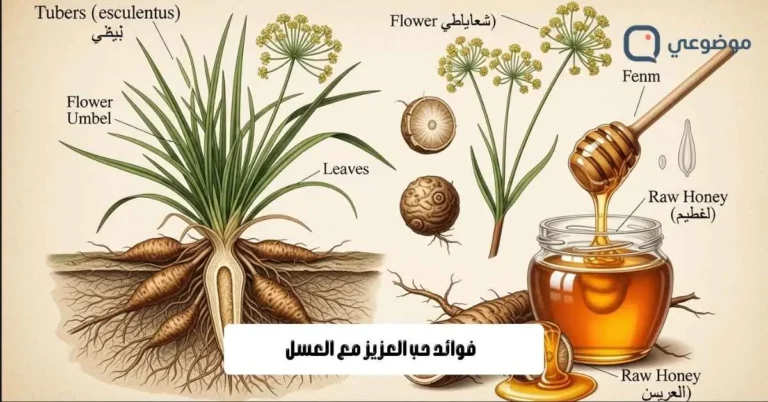 فوائد حب العزيز مع العسل