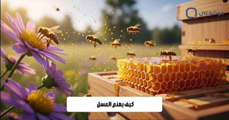 كيف يصنع العسل
