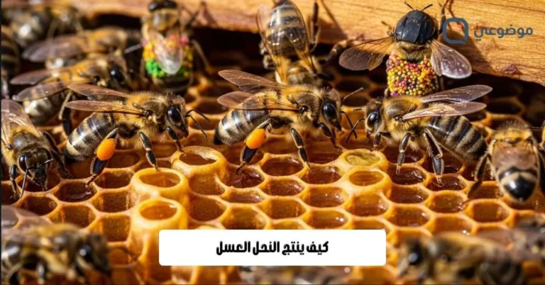 كيف ينتج النحل العسل