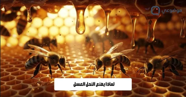لماذا يصنع النحل العسل
